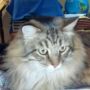cv4vfs
